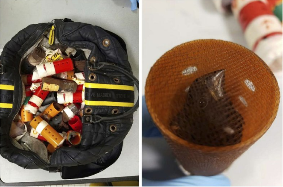 Photo showing a bag full of hair curlers and one of a live finch inside a curler.