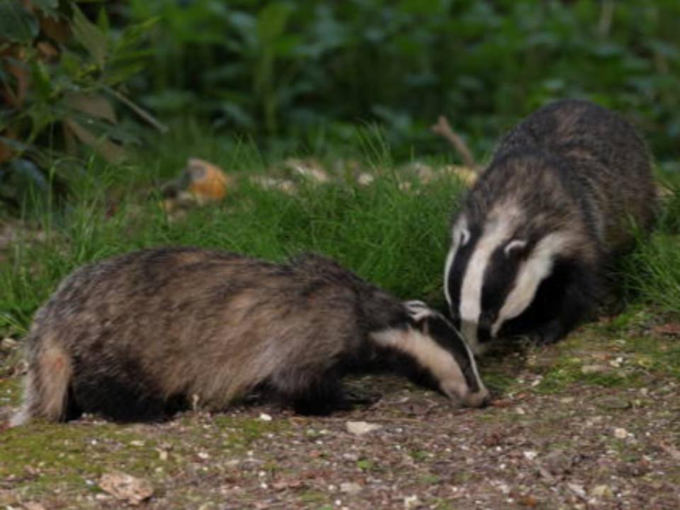 Tampering with a badger sett is an offence under the Protection of Badgers Act (Getty/iStock)
