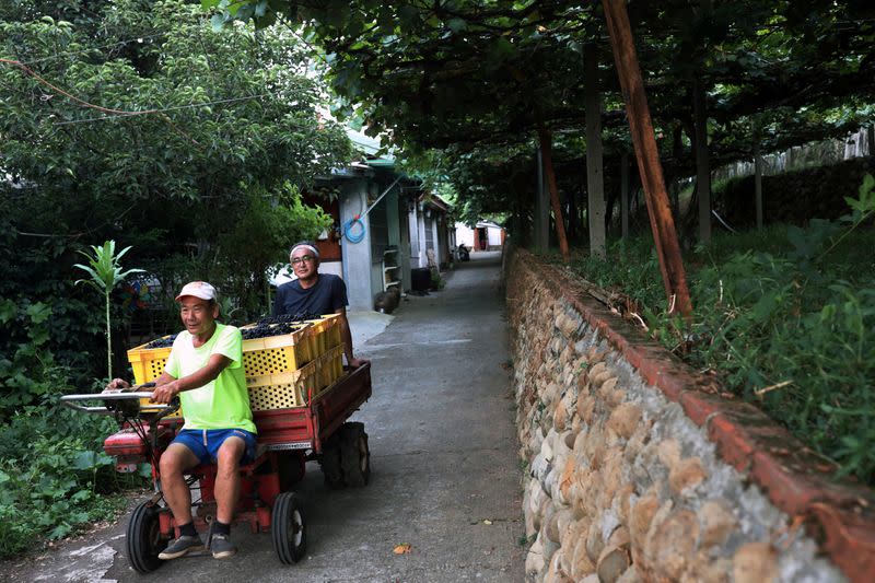 Hung Chi-pei, 72, the owner of the grape farm transport the harvest grapes with Chen Chien Hao at the back of the cart at Shu Sheng Leisure Domaine in Taichung,