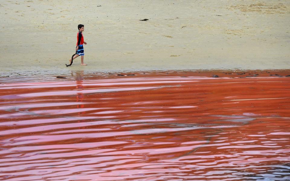 An algae known as Noctiluca scintillans turns the water at Sydney's Clovelly Beach red in November 2012 - WILLIAM WEST/AFP