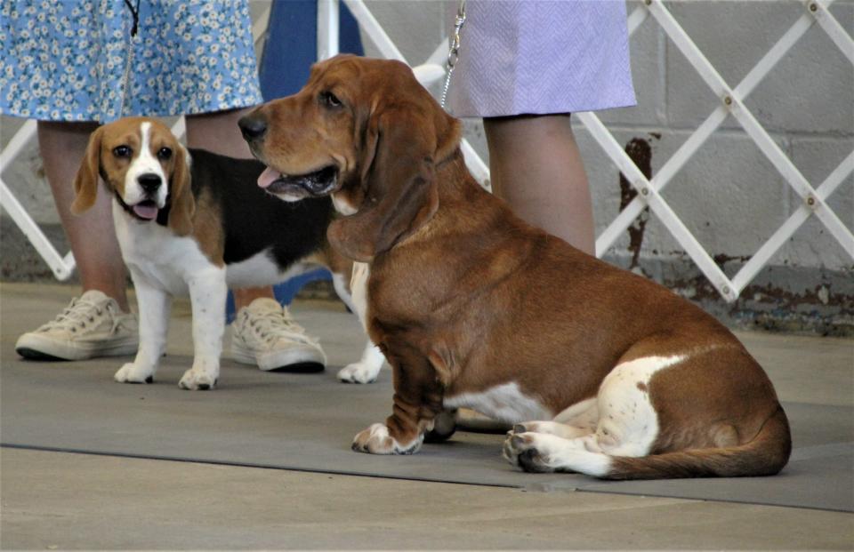 Dogs of all shapes and sizes were on display last weekend during the 127th Harding Classic Dog Show presented by the Marion Ohio Kennel Club. Club officials said they were very pleased with the participation and quality of this year's show.