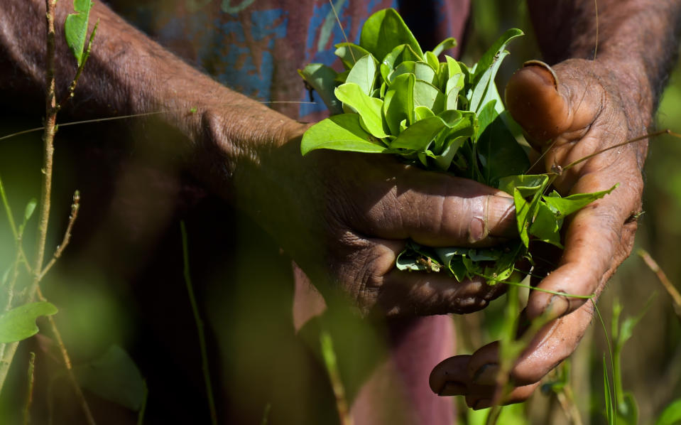 A "raspachin" (farmer collector of coca), picks coca leaves in a field  next to the river Inirida in the Guaviare department, Colombia on September 25, 2017. The scarce 300 settlers of La Paz, in the department of Guaviare (southeast) are connected only through the river. Their currency is the product they harvest, the coca leaves, the base for the production of cocaine. Now, under pressure from the United stated, the largest world consumer of cocaine, the Colombian governement plans to erradicate 100,000 hectares of the culture, willingly or not.   / AFP PHOTO / Raul Arboleda        (Photo credit should read RAUL ARBOLEDA/AFP/Getty Images)
