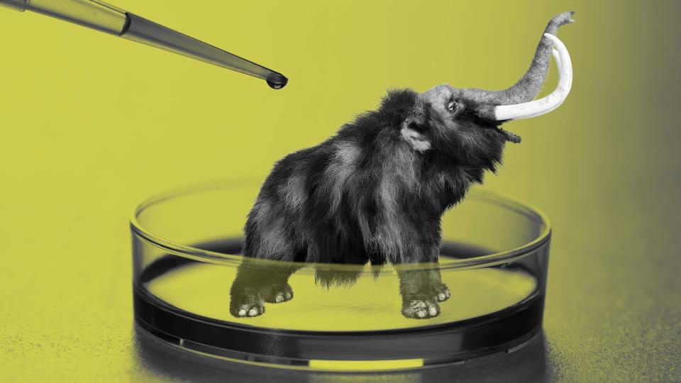  A collage of a woolly mammoth inside a petri dish with a pipet above it. 