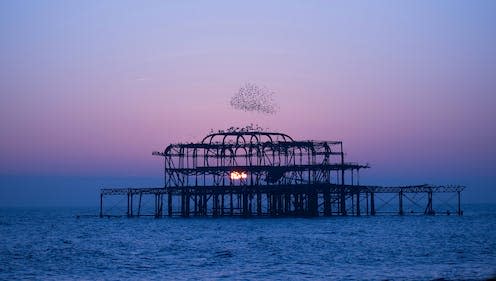 <span class="caption">Starlings flock to the West Pier. </span> <span class="attribution"><a class="link " href="https://www.shutterstock.com/catalog/licenses" rel="nofollow noopener" target="_blank" data-ylk="slk:SamuelJB/Shutterstock;elm:context_link;itc:0;sec:content-canvas">SamuelJB/Shutterstock</a></span>