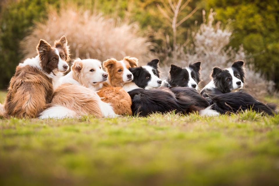 <strong>First Place</strong><br />"One Heart, One Family"<br />Dash, Royal, Harley, Ženka, Ryan, Ready; border collies; Hungary