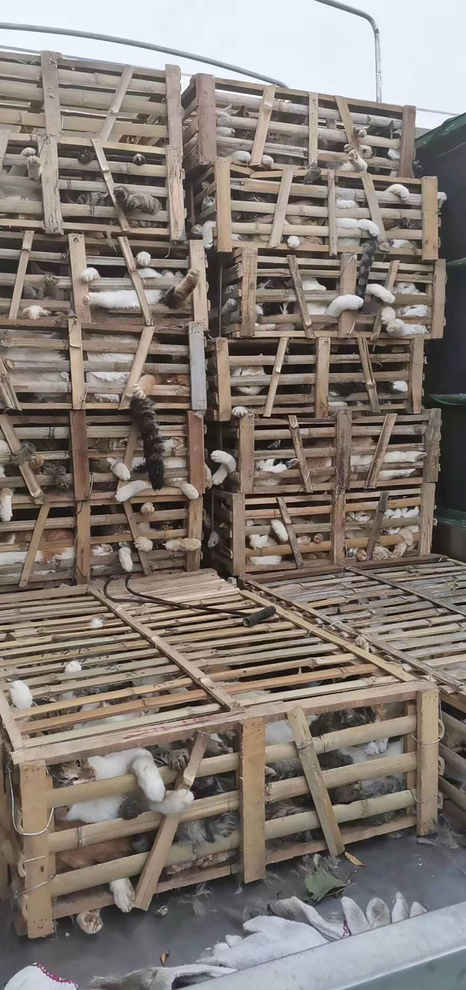 A truck carrying 307 cats destined for restaurants in wooden cages in China.