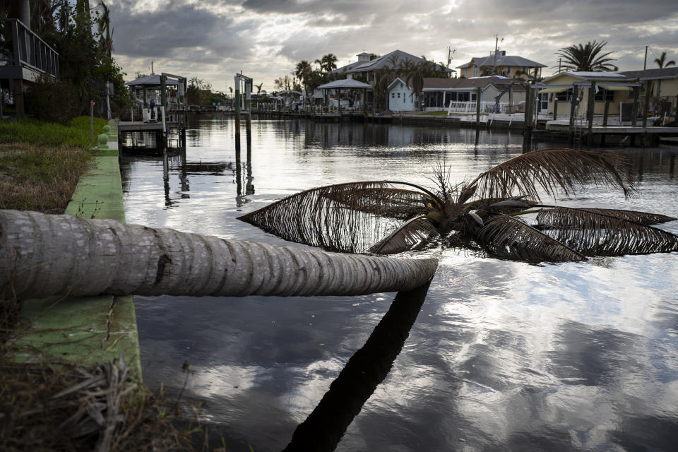 A downed palm tree in a canal in Matlacha, Fla.  on Oct, 31. Michael Verdream's body was found in one of Matlacha's canals. (Thomas Simonetti for NBC News)