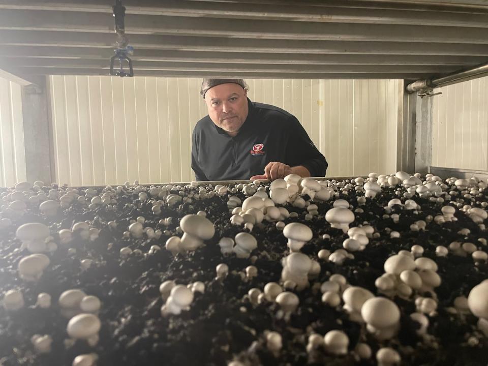 Mike Medeiros is the co-owner of Carleton Mushroom Farms in southeast Ottawa.