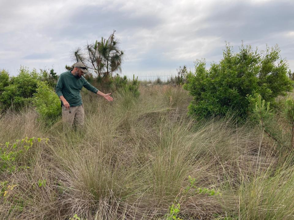 Joseph Colbert, who serves as wildlife manager at Jekyll Island Authority, indicates the type of mature, scrubby grassland habitat that painted buntings tend to prefer.