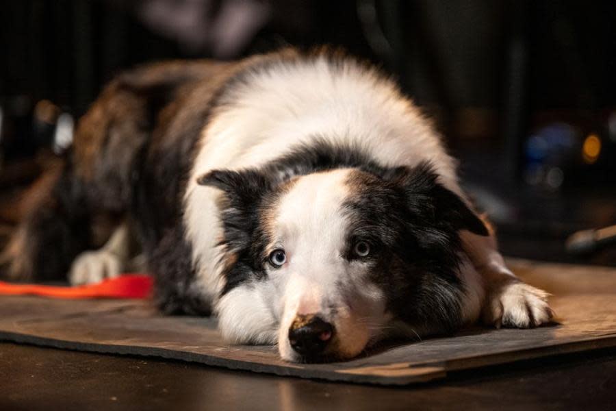 Oscar 2024: ¿Por qué Messi, perro de Anatomía de una caída, no asistirá a la ceremonia?