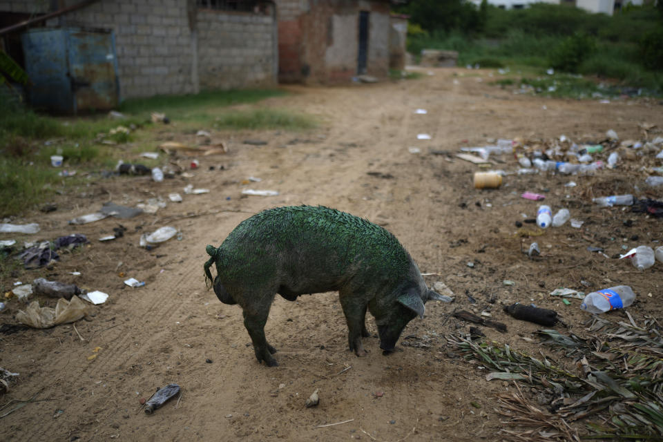 A pig, coated with a thick greenish film that grows on the lake, sniffs the ground while foraging near the shore of Lake Maracaibo, in Maracaibo, Venezuela, Thursday, Aug. 10, 2023. The pollution around the lake, one of Latin America's largest, is the result of decades of excessive oil exploitation on its bed, inadequate maintenance, and a lack of investment to improve an already obsolete infrastructure, according to environmentalists. (AP Photo/Ariana Cubillos)