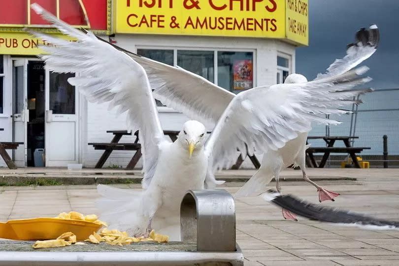 Seagulls swarming a box of chips