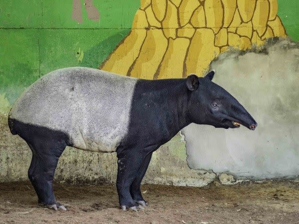 ▲現在的貘樹已經是大帥哥，晉升小鮮肉了。（圖／台北市立動物園提供）