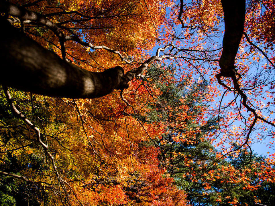 武陵農場到處種有楓樹及槭樹（Photo Credit: 范姜中岑@Flickr, License: CC BY-SA 2.0，圖片來源：https://www.flickr.com/photos/53367994@N00/15777861870）