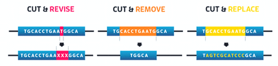 A New Frontier for CRISPR Stocks: Gene Editing Cures 10 Babies