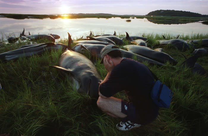 A volunteer touches one of 31 pilot whales euthanized July 30, 2002, on Cape Cod, Massachusetts. (Stephen Rose / Getty)