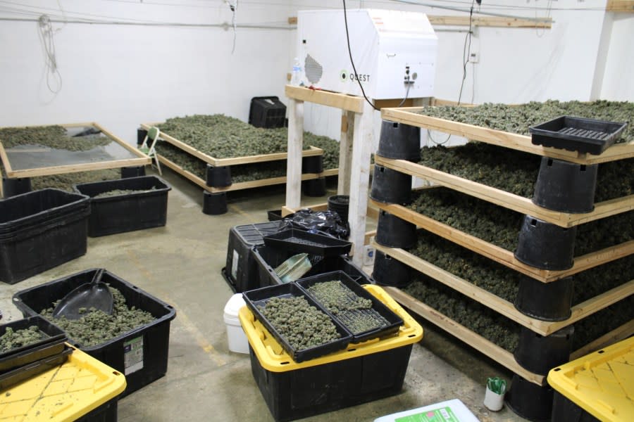 OBN investigates illegal marijuana growth in Murray County