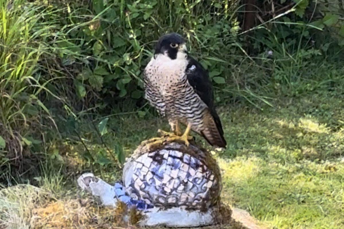 INJURED: A peregrine falcon crashed into a cottage at Bluebell Retreat Glamping <i>(Image: Submitted)</i>