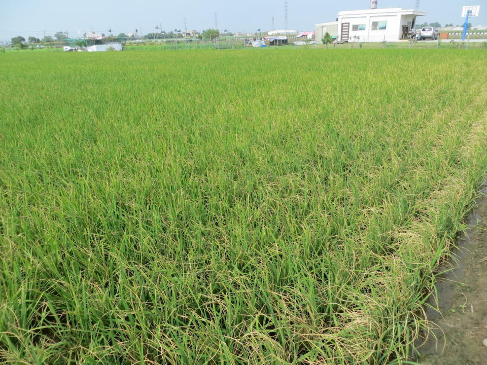 農委會表示，將在本月底前決定嘉南地區一期稻作是否停耕(示意圖)。   圖：農委會動植物防疫檢疫局/提供