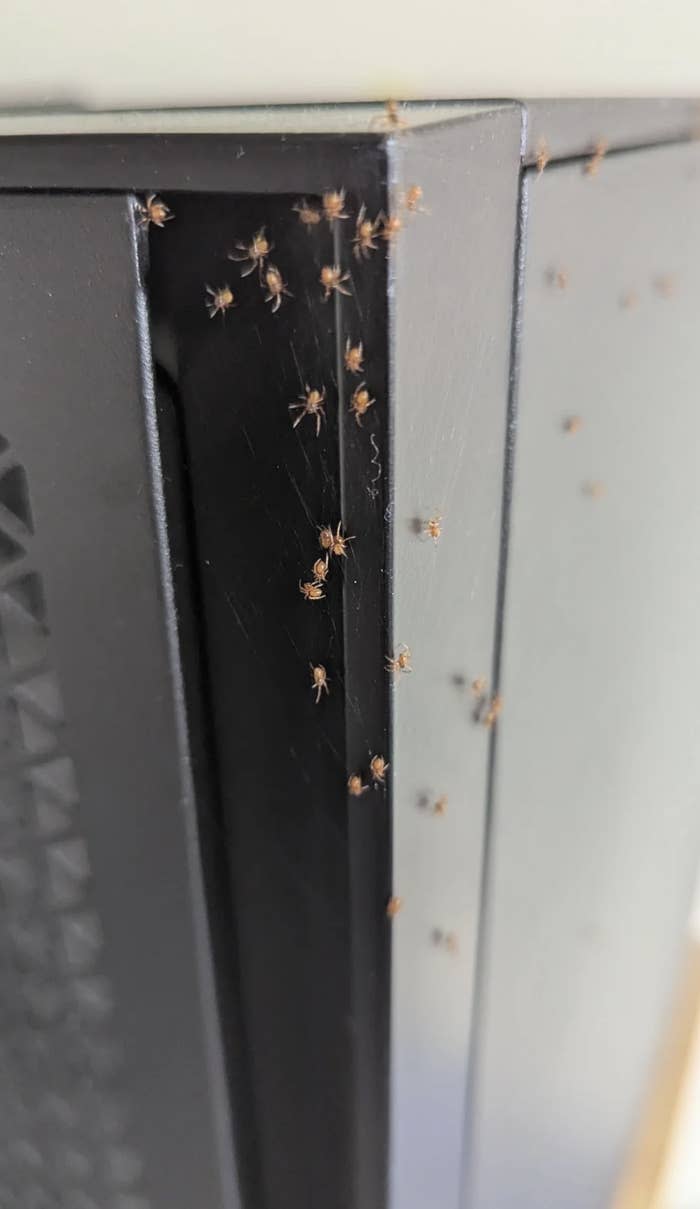 Several small ants crawl on the black edge of an electronic device