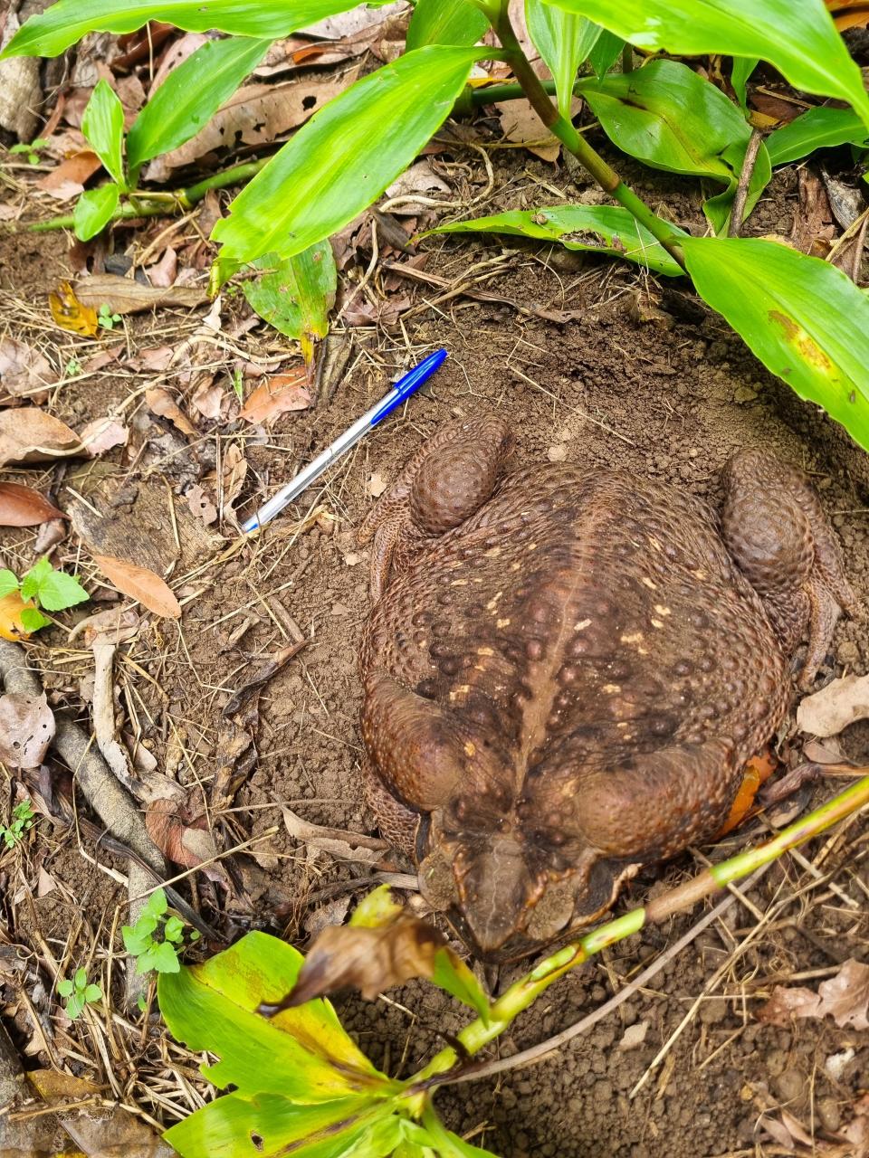 Toadzilla, with a pen for scale.