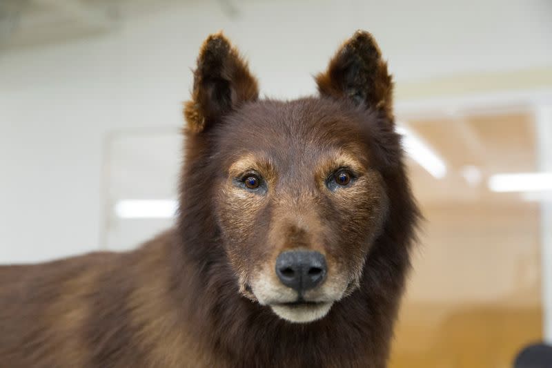 A good dog with great genes - 1920s Alaska hero dog Balto