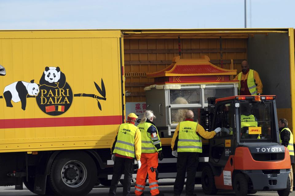 Giant pandas get a celebrity welcome in Belgium