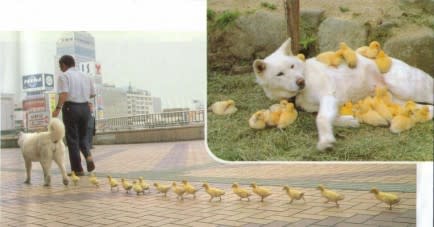 A Dog and his Chicks