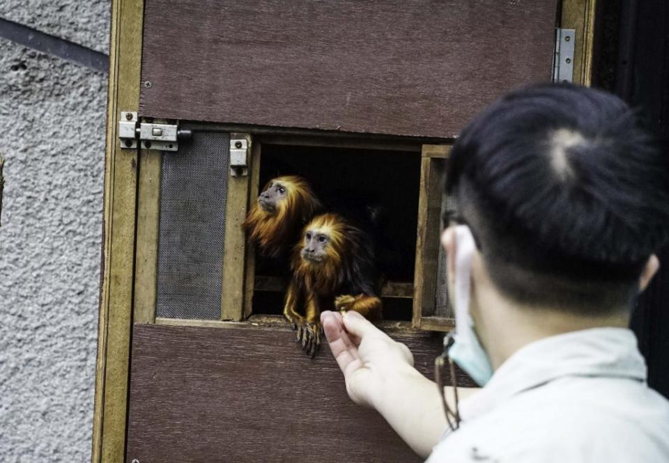 來到臺北市立動物園的金頭獅狨是兩隻雄性的個體，哥哥叫做「Kopi」弟弟叫做「Kaya」。（台北市立動物園提供）