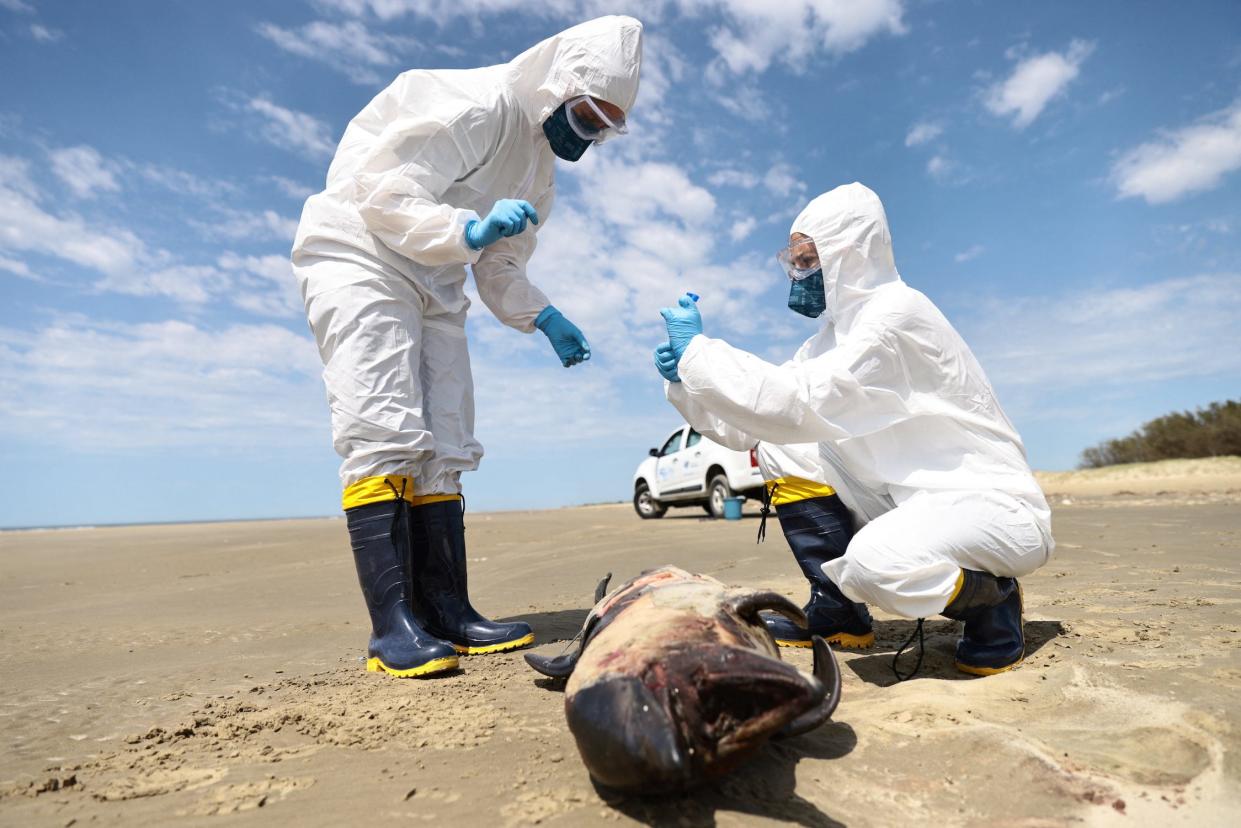 two people in white biohazard suits with masks and goggles handle a vial on a beach next to a dead porpoise