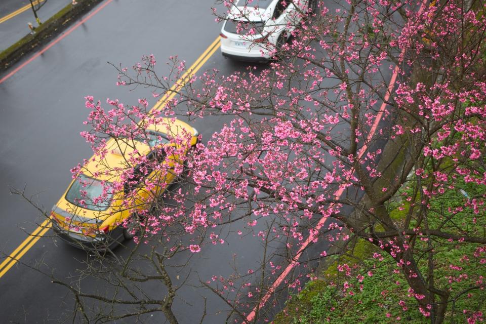 花期預估可持續至2月中旬。   圖：新北市景觀處提供