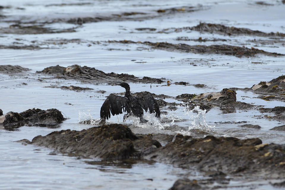 A bird covered in oil flaps its wings at Refugio State Beach, north of Goleta, Calif., Thursday, May 21, 2015. More than 7,700 gallons of oil has been raked, skimmed and vacuumed from a spill that stretched across 9 miles of California coast, just a fraction of the sticky, stinking goo that escaped from a broken pipeline, officials said. (AP Photo/Jae C. Hong)