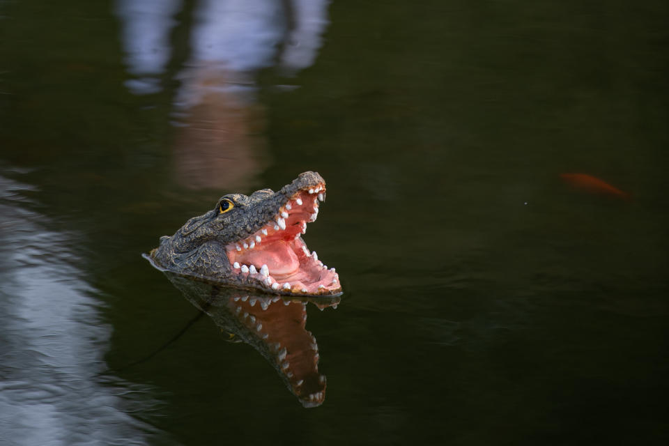 A village has been left bemused over rogue wildlife in the local pond following the mysterious appearance of an alligator. The miniature 'predator' has been floating in the water in Barton, Cambs., since just before Christmas, with its jaws gaping wide and its 'fierce' pointy teeth bared. But the tiny alligator certainly hasn't fazed the other wildlife that frequents the pond - and has become the talking point of the residents of Barton, which has a population of just 850 people.