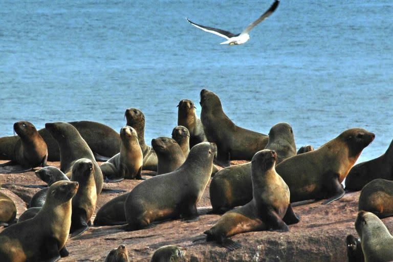 Uruguay registró el primer caso de gripe aviar en lobos marinos