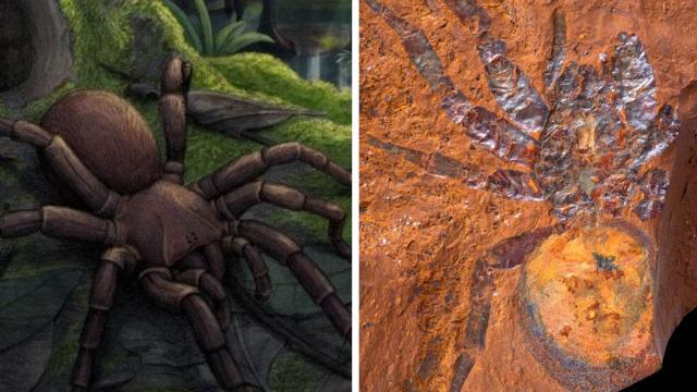 Researchers discover new spider species in Israel 