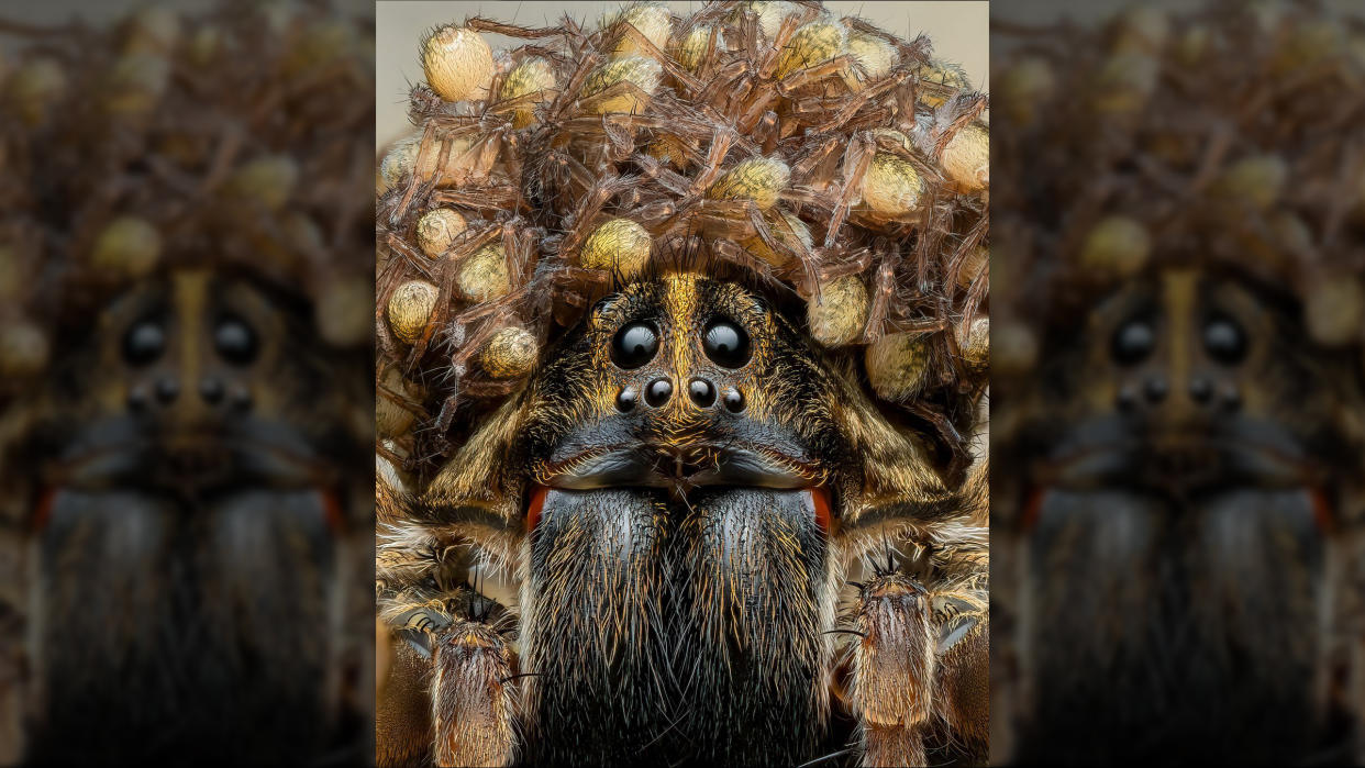  A wolf spider lookin at the camera with spider babies on her head. 