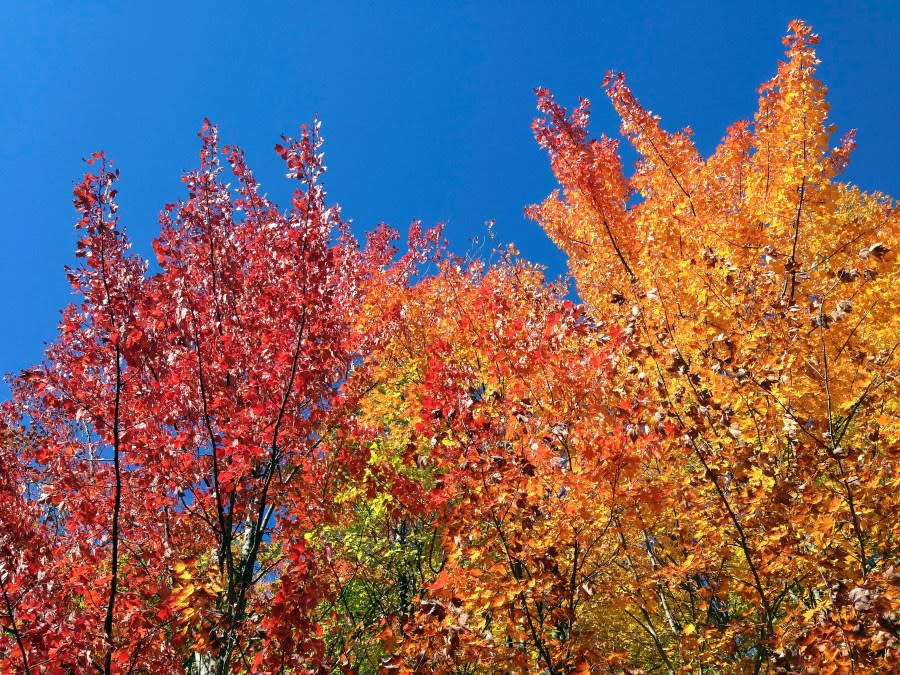 In this Sunday, Oct. 11, 2015 photo, autumn foliage blazes on trees on Warren Mountain Road in Roxbury, Vt. For most of New England, the fall foliage is a little less glorious this autumn. Experts said a hotter than usual September and a dearth of rainfall are two reasons for the late and largely muted color display. (AP Photo/Dave Gram)