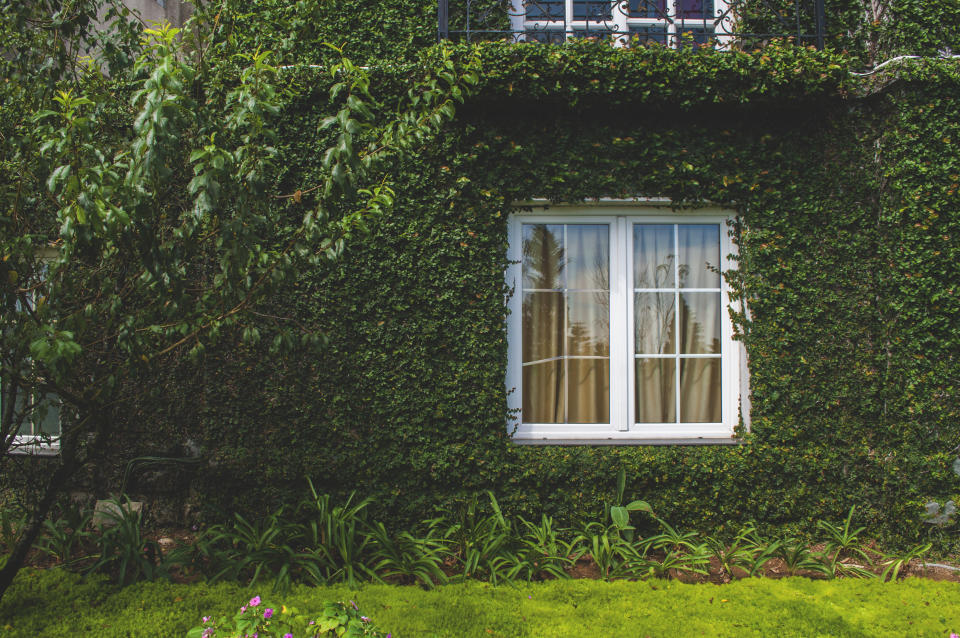 Comfortable english rural cottage window in greenery