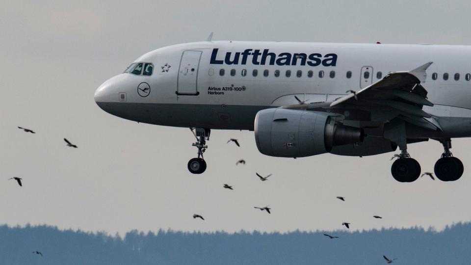 Die Lufthansa will in den kommenden Wochen bis zu 50 zusätzliche Flugzeuge reaktivieren.