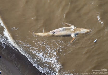 A dead gray whale is pictured about 22 miles south of Point Lay