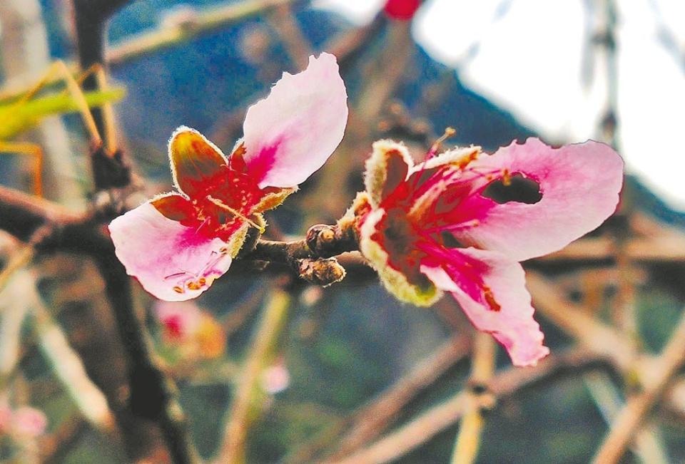 南橫公路台東霧鹿段的水蜜桃花期錯亂，提早2個月開花。（民眾提供／莊哲權台東傳真）