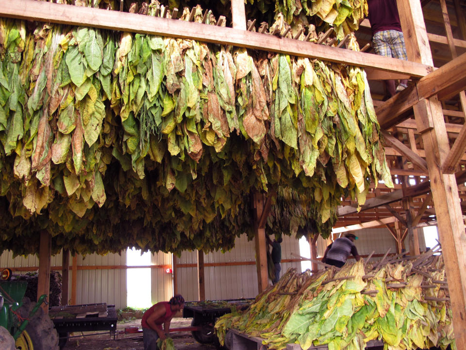 Piles of recently cut burley tobacco sit on a trailer on Thursday, Aug. 9, 2012, on a farm near Finchville, Ky. For burley tobacco farmers in Kentucky and Tennessee, an average crop being forecast is a big relief. A few weeks ago, the crop was on the brink of ruin from extreme heat and drought. Now, tobacco specialists say much of the burley has gone through a growth spurt, thanks to recent rains. (AP Photo/Bruce Schreiner)