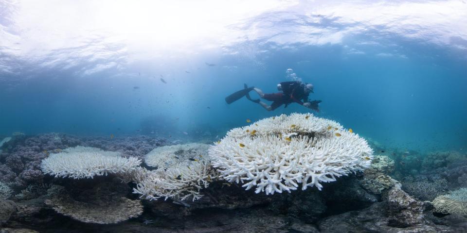 The ocean is warming at an alarming rate, bleaching coral on the Great Barrier Reef. Should we still be talking about plastic? The Ocean Agency / Ocean Image Bank