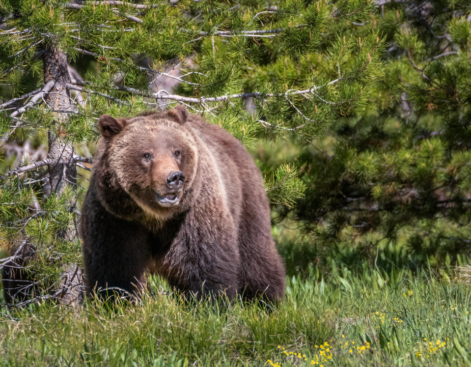 A grizzly bear