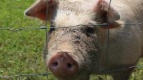 3 little pigs make New Brunswick their home