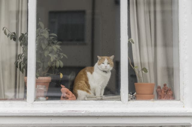 Cat sitting behind window of a residential house