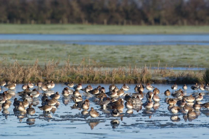 A flock of Wigeon birds at Slimbridge