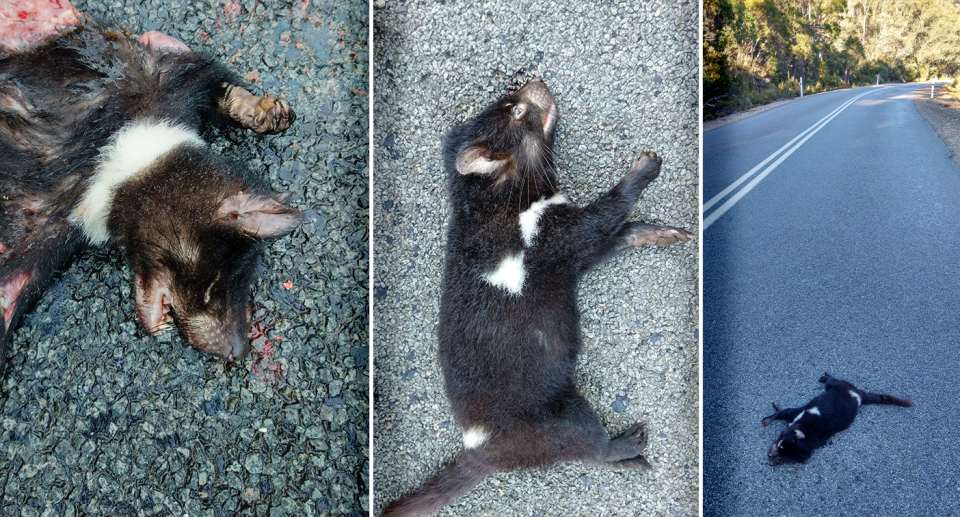 After Tasmanian devil populations were decimated by disease, they remain vulnerable to threats including logging and roadkill. Source: Supplied