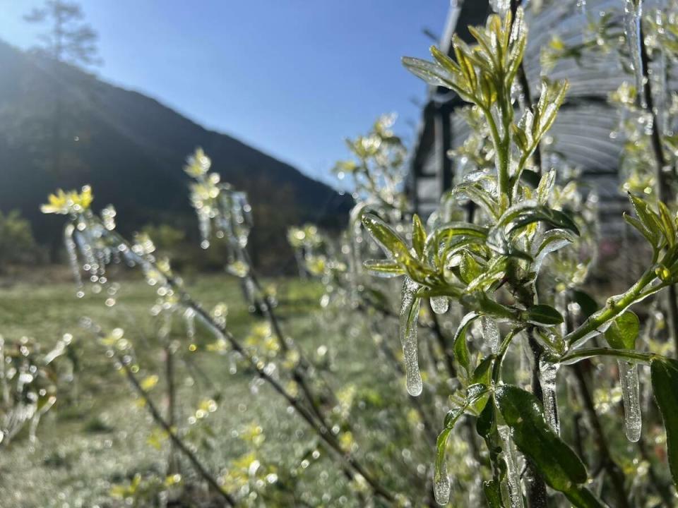 正值粉紫色櫻草花、潔白李花盛開，讓花也凍成冰晶。   圖：翻攝自武陵農場臉書