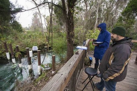 Observers count the number of people and manatees traveling in and out of the the Three Sisters Springs in Crystal River, Florida January 15, 2015. REUTERS/Scott Audette